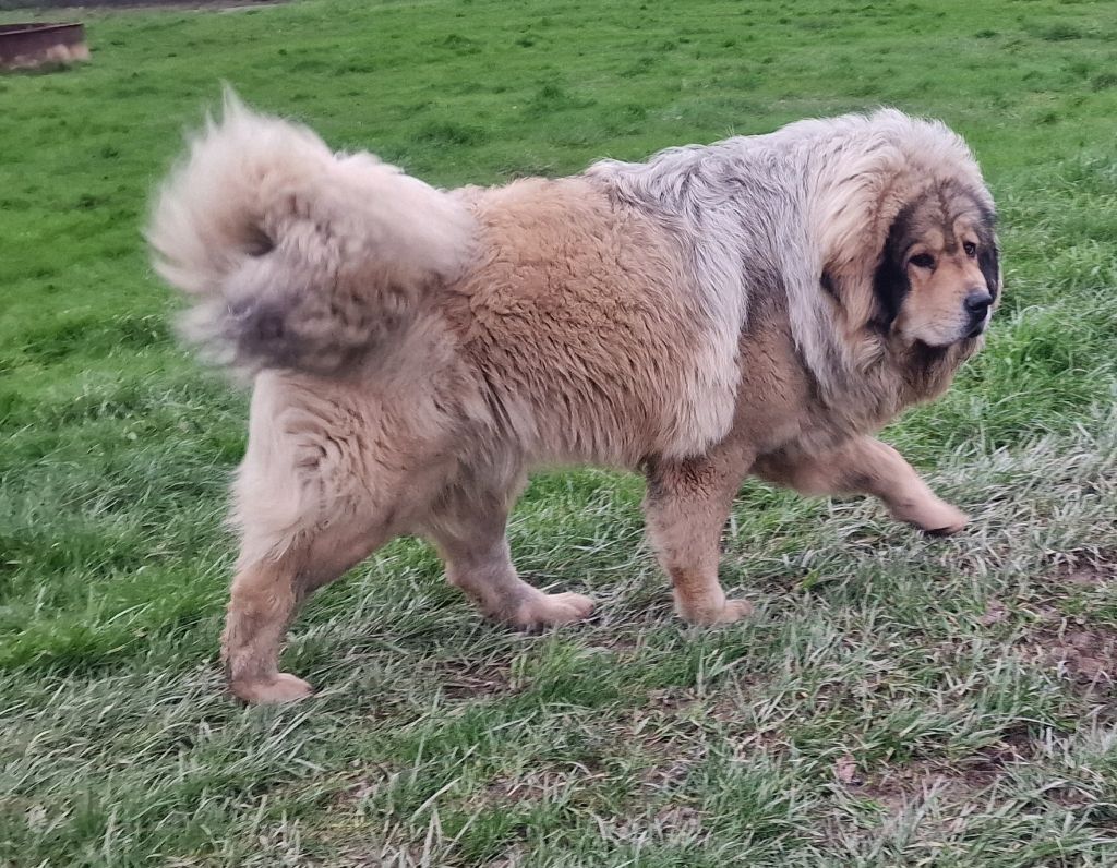 Les Dogue du Tibet de l'affixe du domaine du rupt de mad