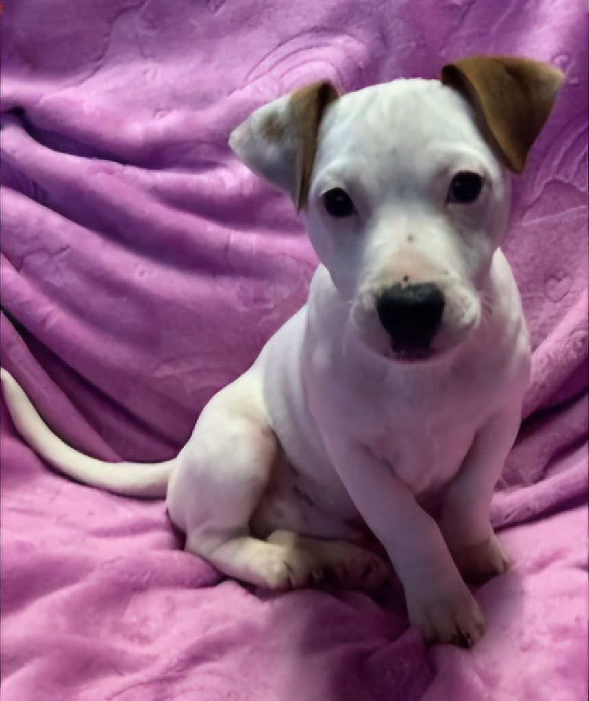 du domaine du rupt de mad - Chiot disponible  - Jack Russell Terrier