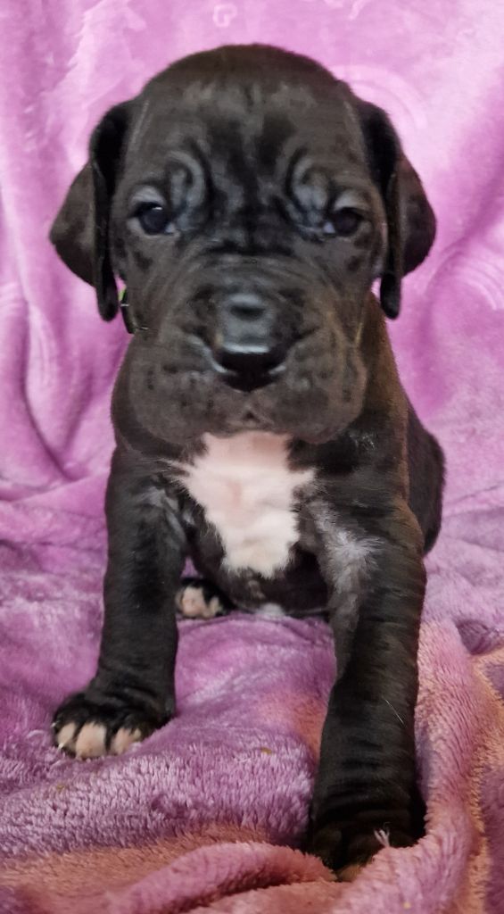 du domaine du rupt de mad - Chiot disponible  - Dogue allemand