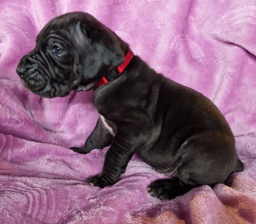 du domaine du rupt de mad - Chiot disponible  - Dogue allemand