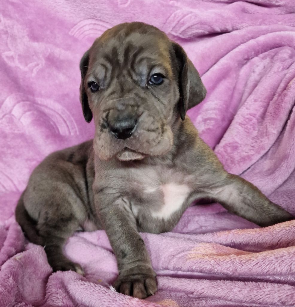 du domaine du rupt de mad - Chiot disponible  - Dogue allemand