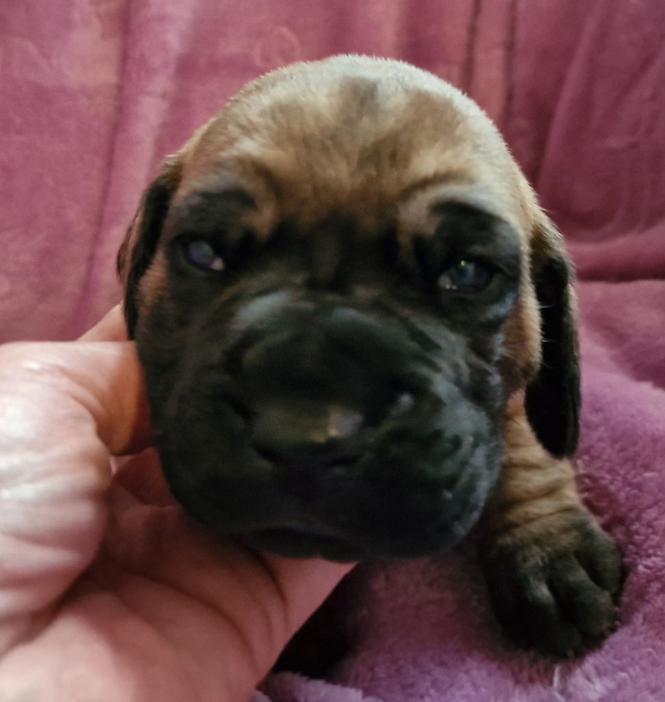 du domaine du rupt de mad - Chiot disponible  - Dogue allemand