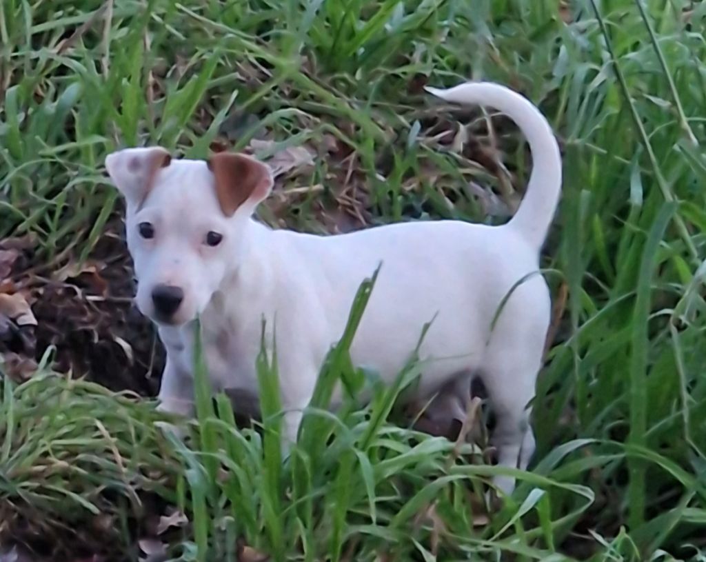 du domaine du rupt de mad - Chiot disponible  - Jack Russell Terrier