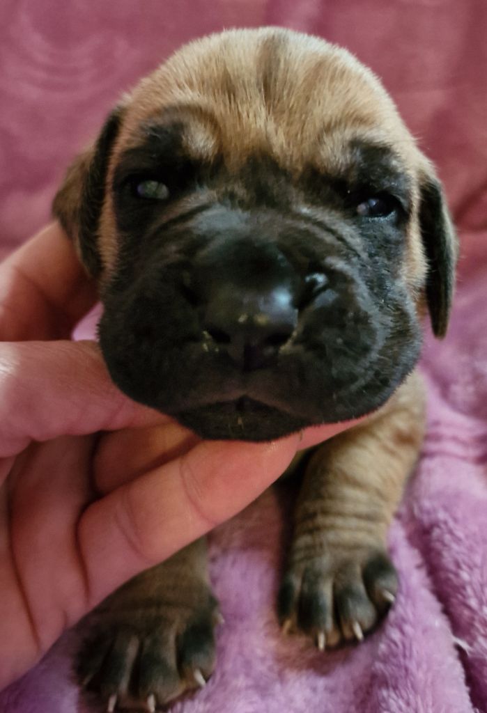 du domaine du rupt de mad - Chiot disponible  - Dogue allemand