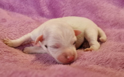 du domaine du rupt de mad - Jack Russell Terrier - Portée née le 02/05/2024
