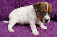 du domaine du rupt de mad - Jack Russell Terrier - Portée née le 06/02/2020
