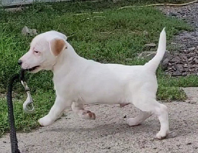 du domaine du rupt de mad - Jack Russell Terrier - Portée née le 17/06/2022