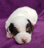 du domaine du rupt de mad - Jack Russell Terrier - Portée née le 02/08/2020