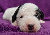 du domaine du rupt de mad - Jack Russell Terrier - Portée née le 02/08/2020