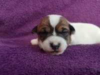 du domaine du rupt de mad - Jack Russell Terrier - Portée née le 28/11/2020