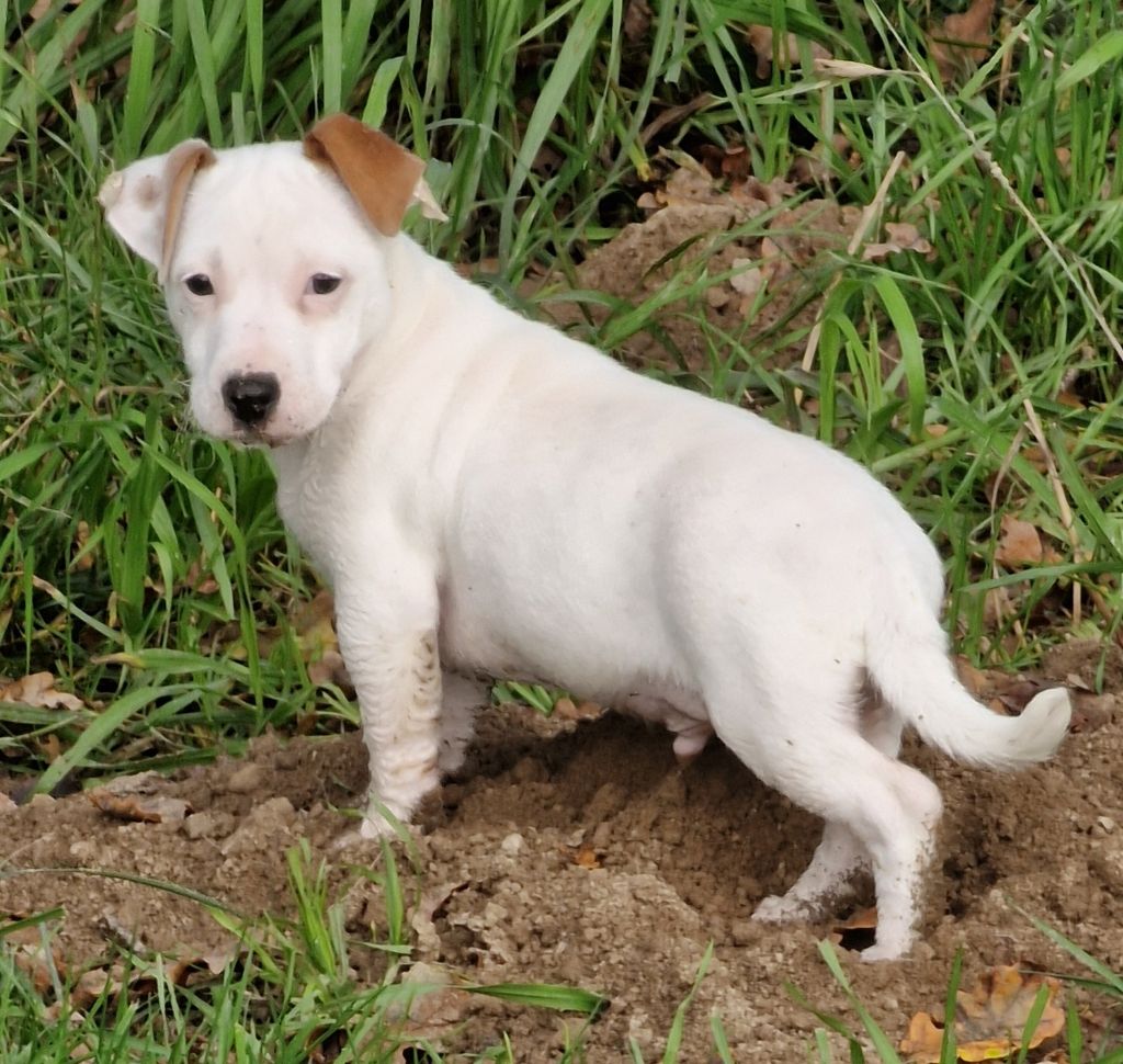 du domaine du rupt de mad - Chiot disponible  - Jack Russell Terrier