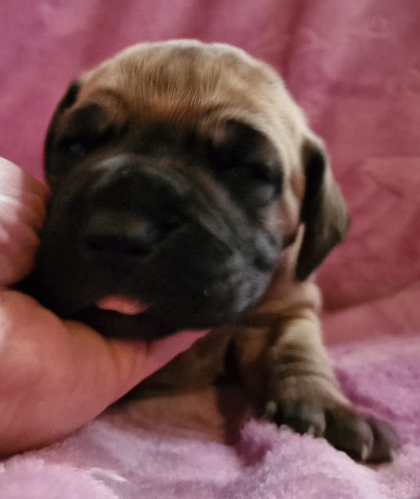 du domaine du rupt de mad - Chiot disponible  - Dogue allemand