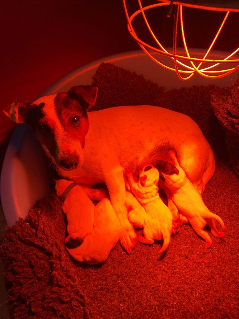du domaine du rupt de mad - Jack Russell Terrier - Portée née le 10/05/2021