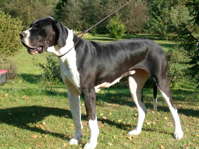 Tiffany Du manoir du grand danois