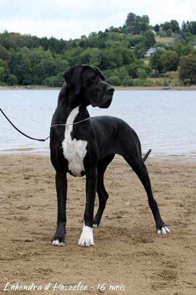 Lohendra D'hoszelee