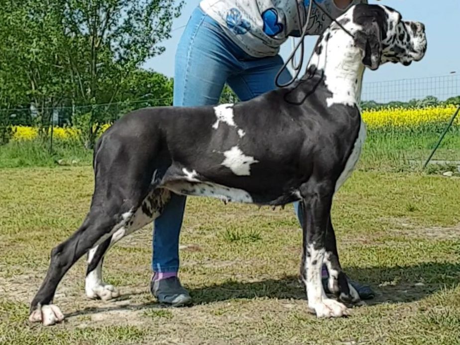 Naoned de la Benjamine