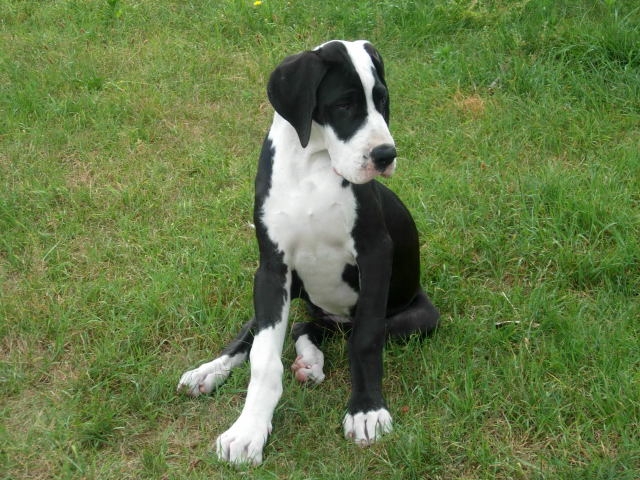 album chiots