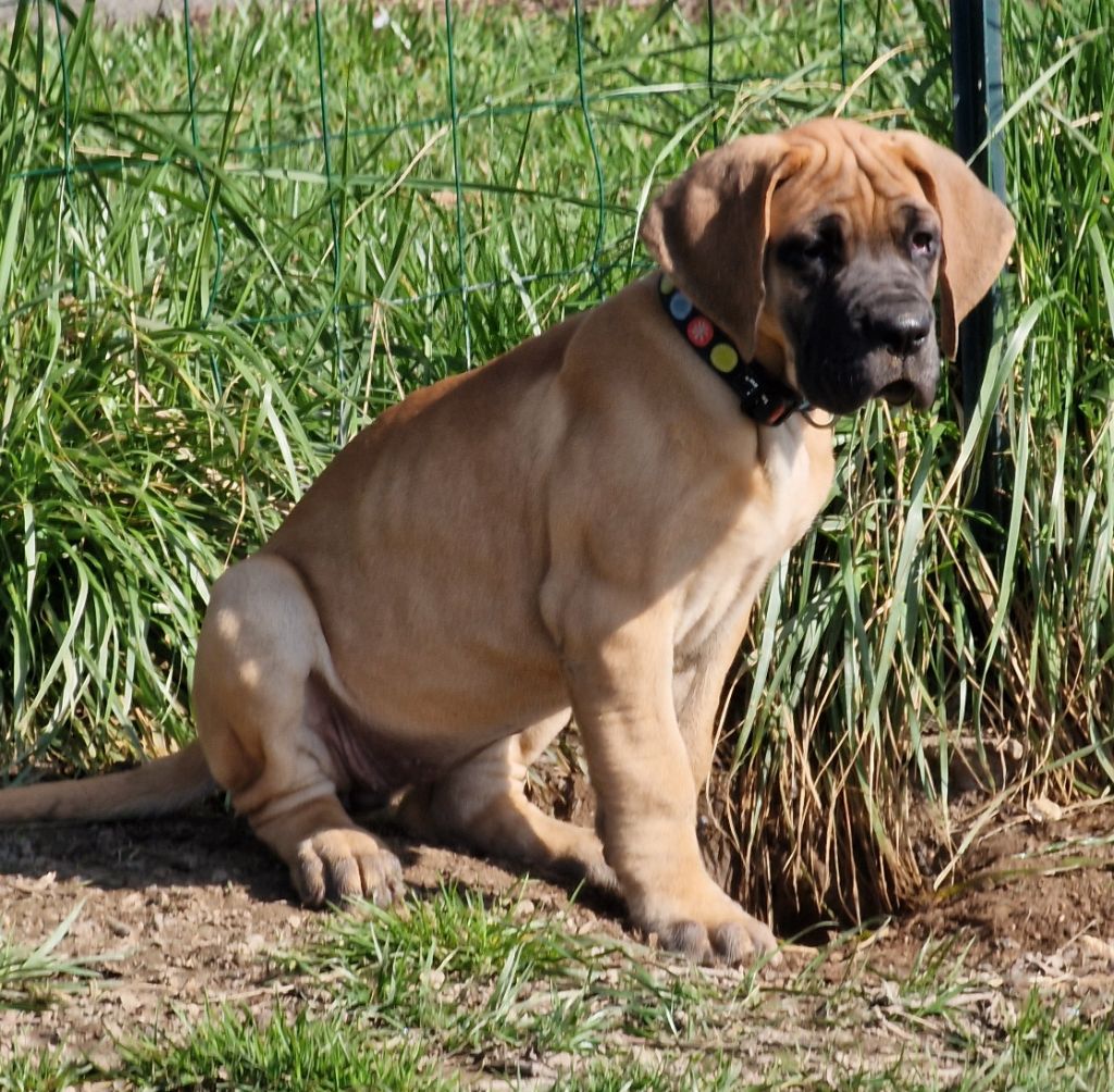 du domaine du rupt de mad - Chiots disponibles - Dogue allemand