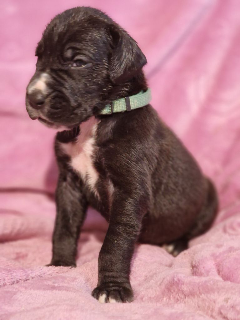 du domaine du rupt de mad - Chiots disponibles - Dogue allemand