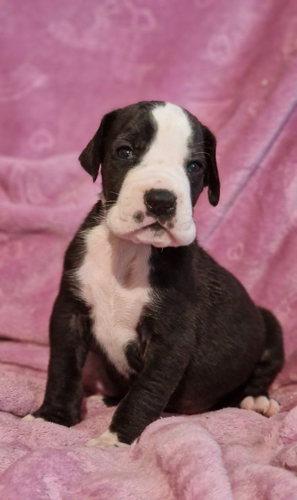 du domaine du rupt de mad - Chiots disponibles - Dogue allemand