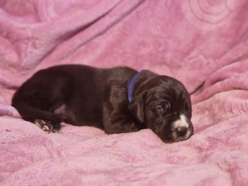 du domaine du rupt de mad - Chiots disponibles - Dogue allemand