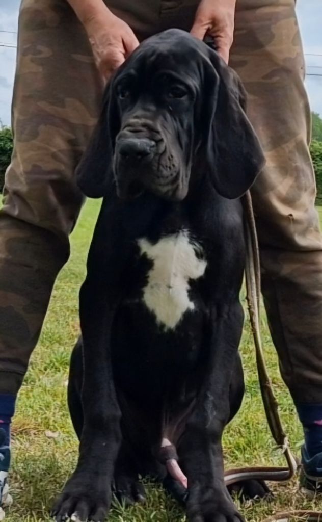du domaine du rupt de mad - Chiots disponibles - Dogue allemand