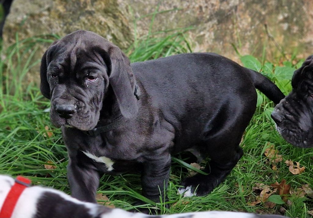 du domaine du rupt de mad - Chiots disponibles - Dogue allemand