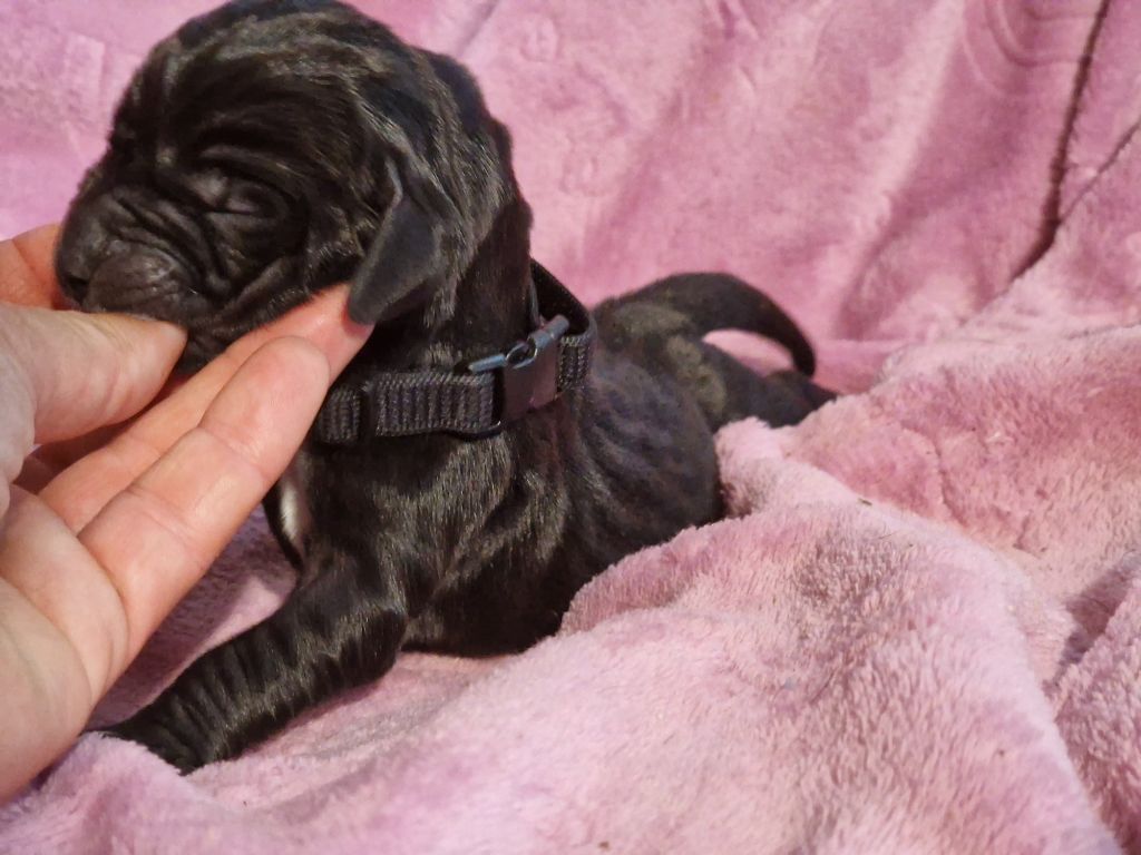 du domaine du rupt de mad - Chiots disponibles - Dogue allemand