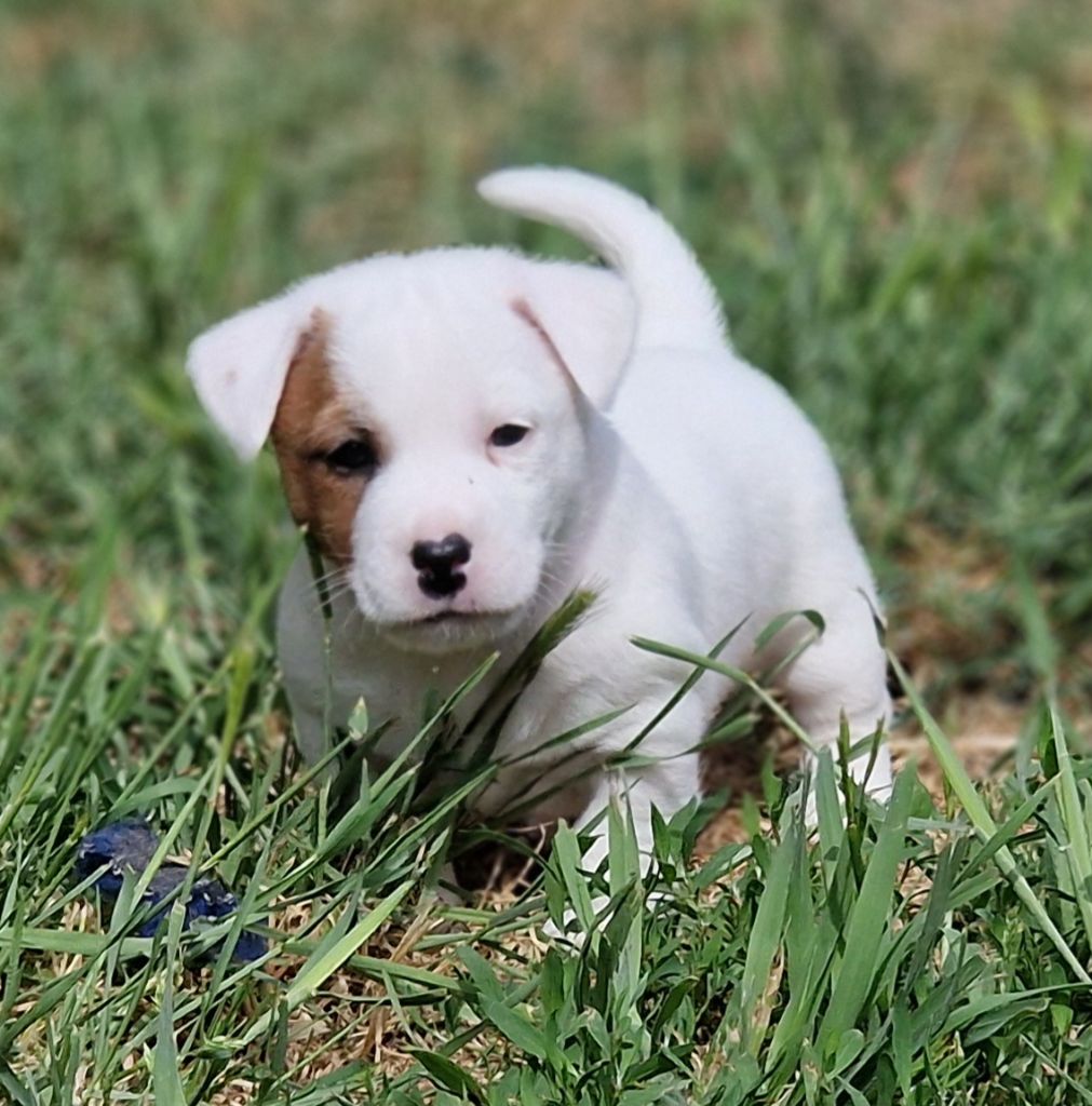 du domaine du rupt de mad - Chiots disponibles - Jack Russell Terrier