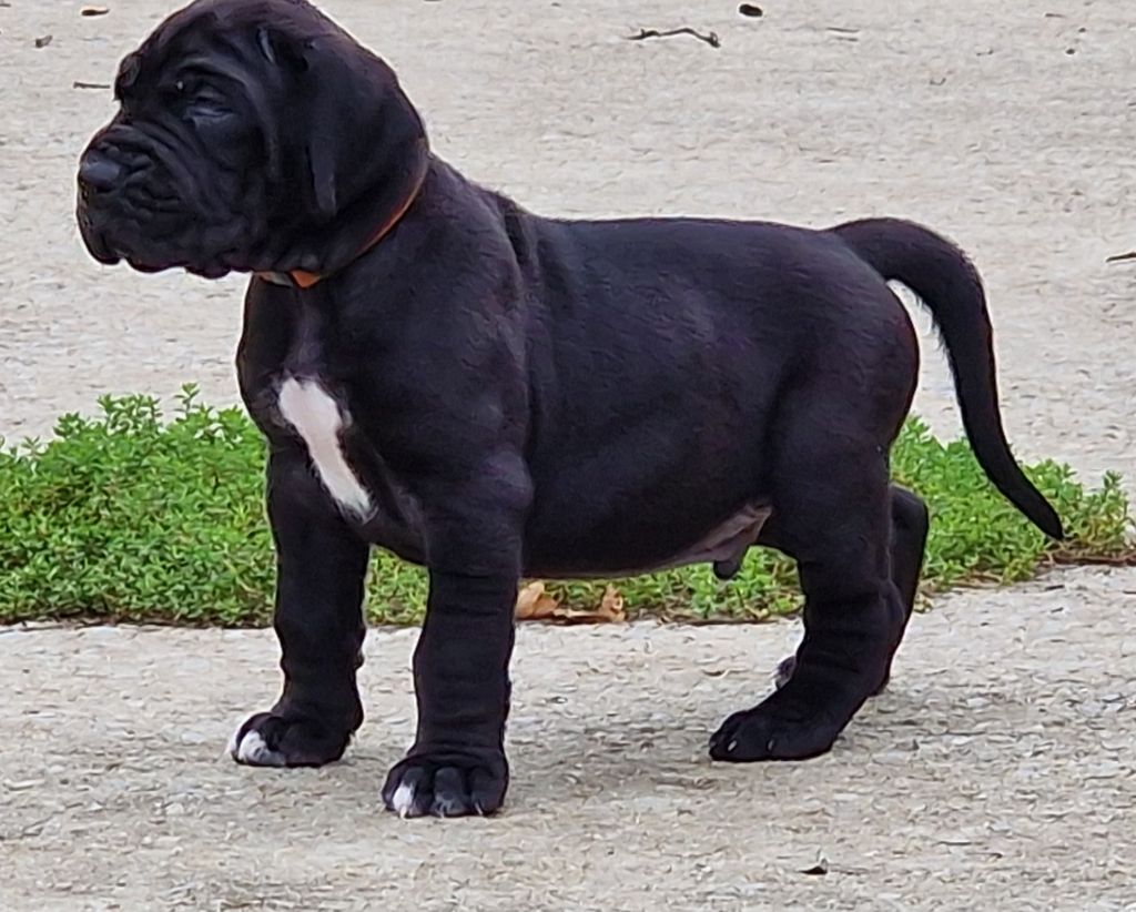 du domaine du rupt de mad - Chiots disponibles - Dogue allemand