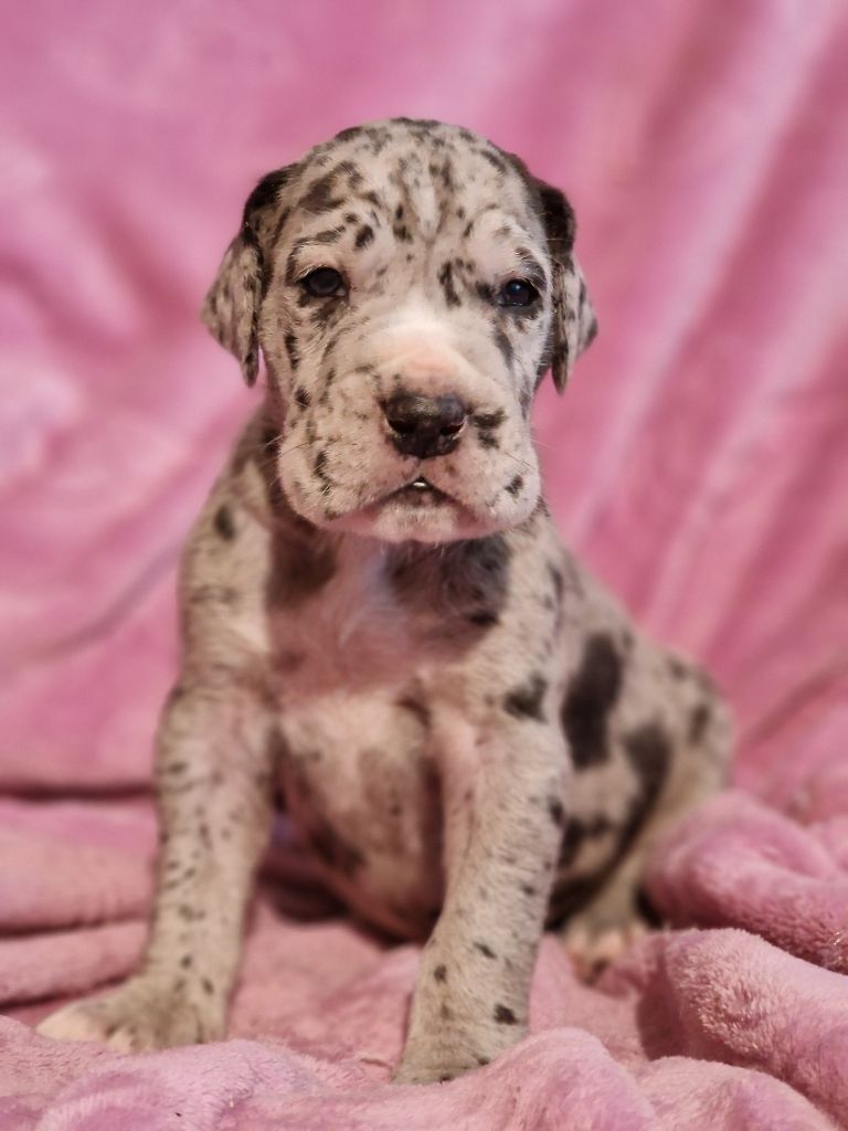 du domaine du rupt de mad - Chiots disponibles - Dogue allemand