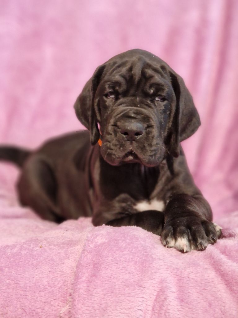 du domaine du rupt de mad - Chiots disponibles - Dogue allemand