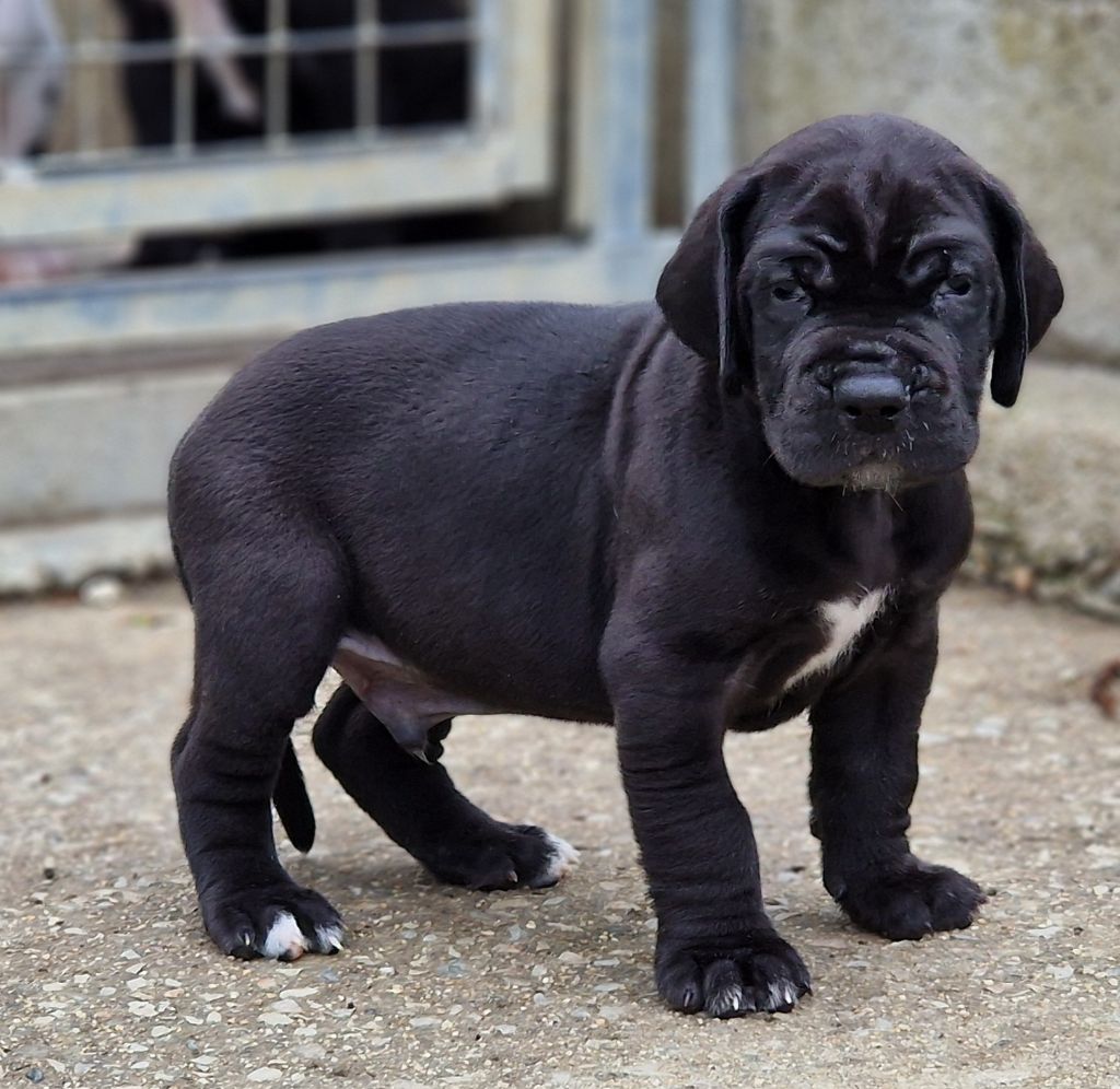 du domaine du rupt de mad - Chiots disponibles - Dogue allemand