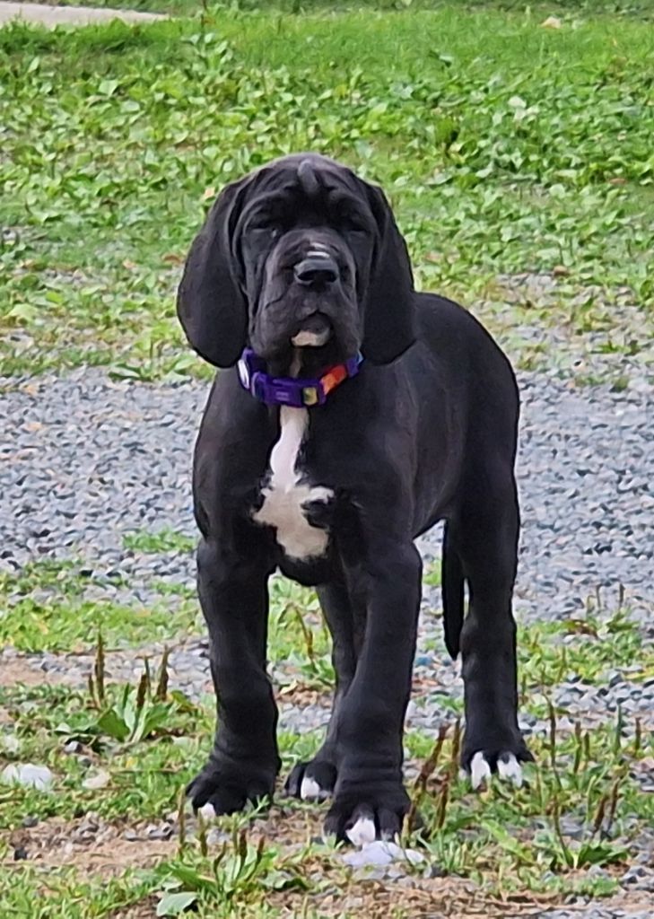 du domaine du rupt de mad - Chiots disponibles - Dogue allemand