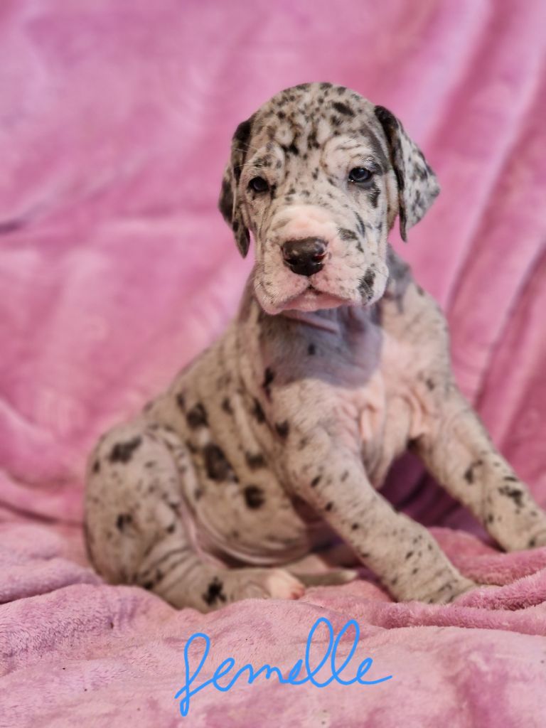 du domaine du rupt de mad - Chiots disponibles - Dogue allemand