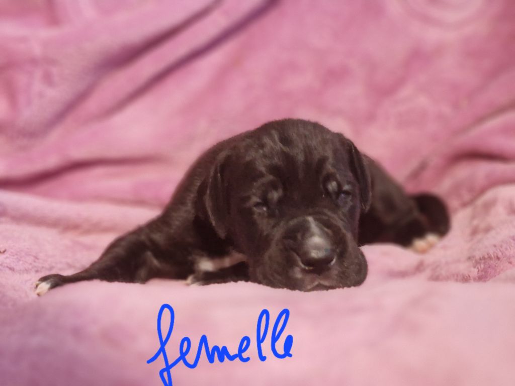 du domaine du rupt de mad - Chiots disponibles - Dogue allemand