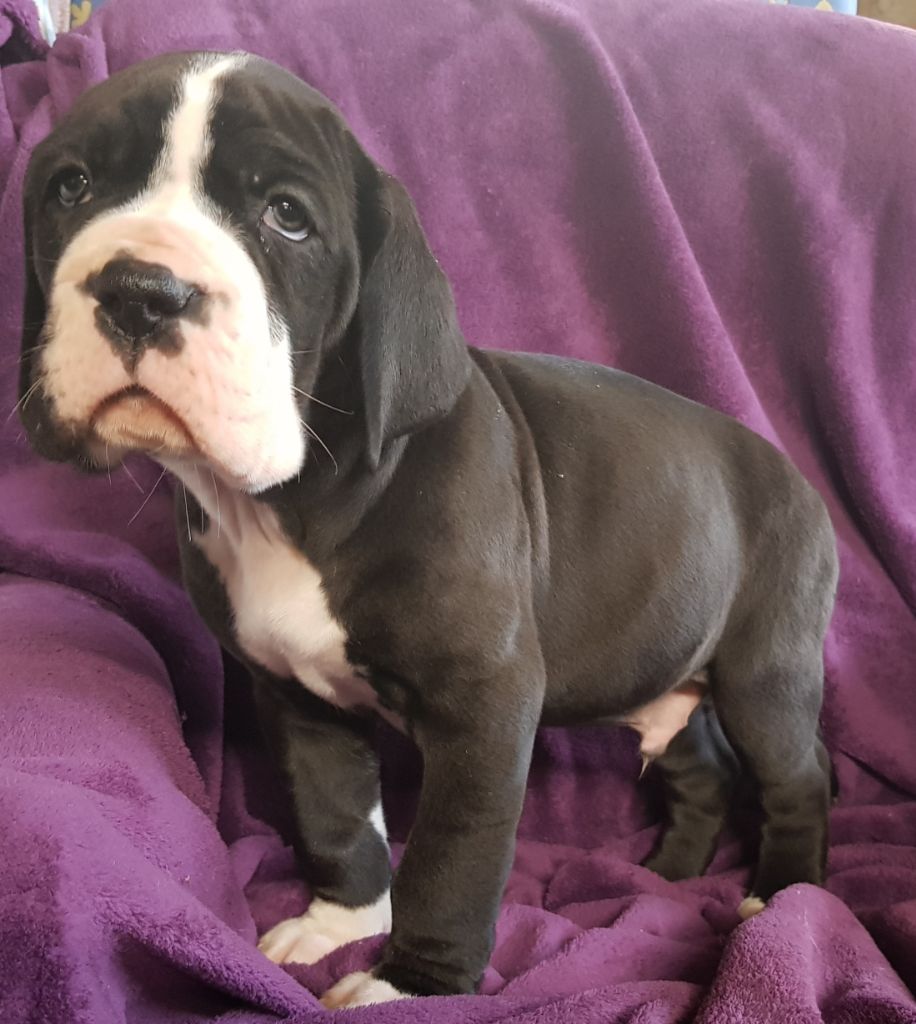 du domaine du rupt de mad - Dogue allemand - Portée née le 18/12/2019