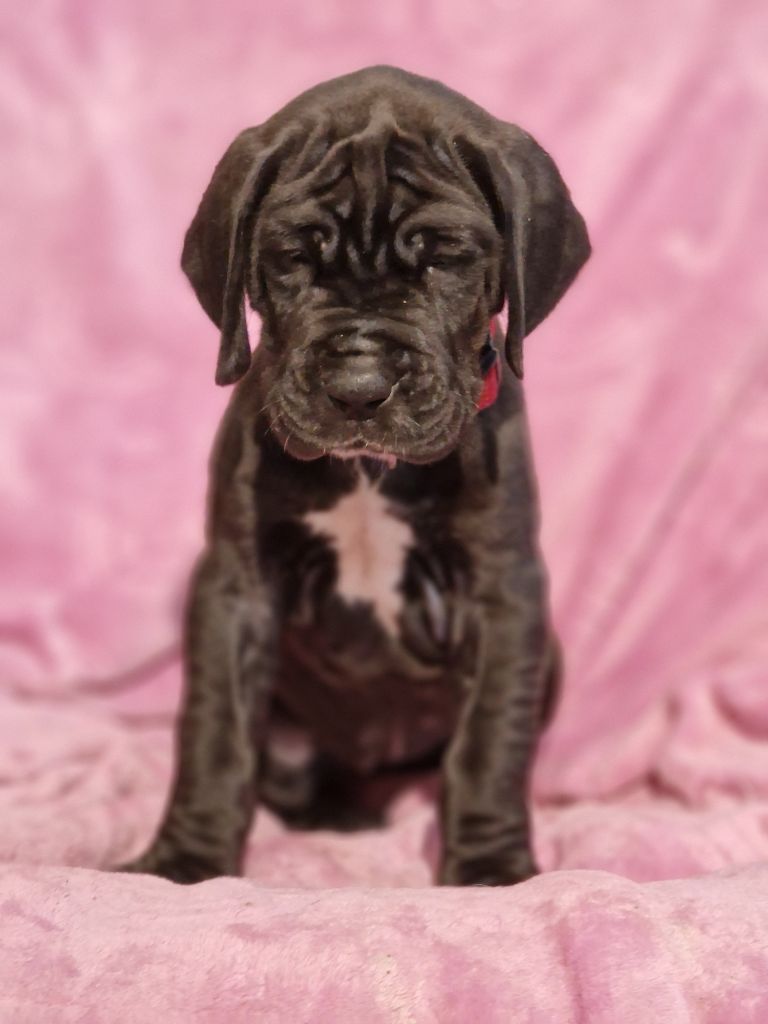 du domaine du rupt de mad - Chiots disponibles - Dogue allemand