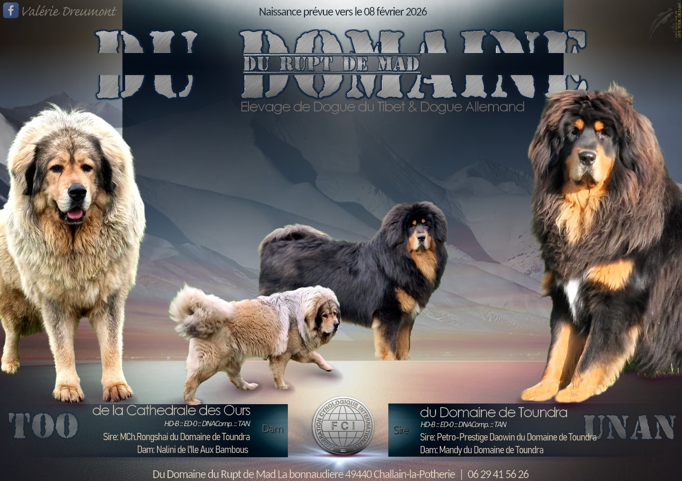 Chiot Dogue du Tibet du domaine du rupt de mad