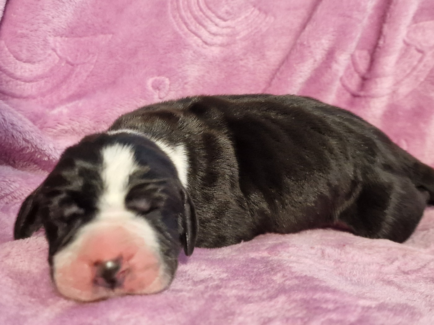 du domaine du rupt de mad - Chiots disponibles - Dogue allemand
