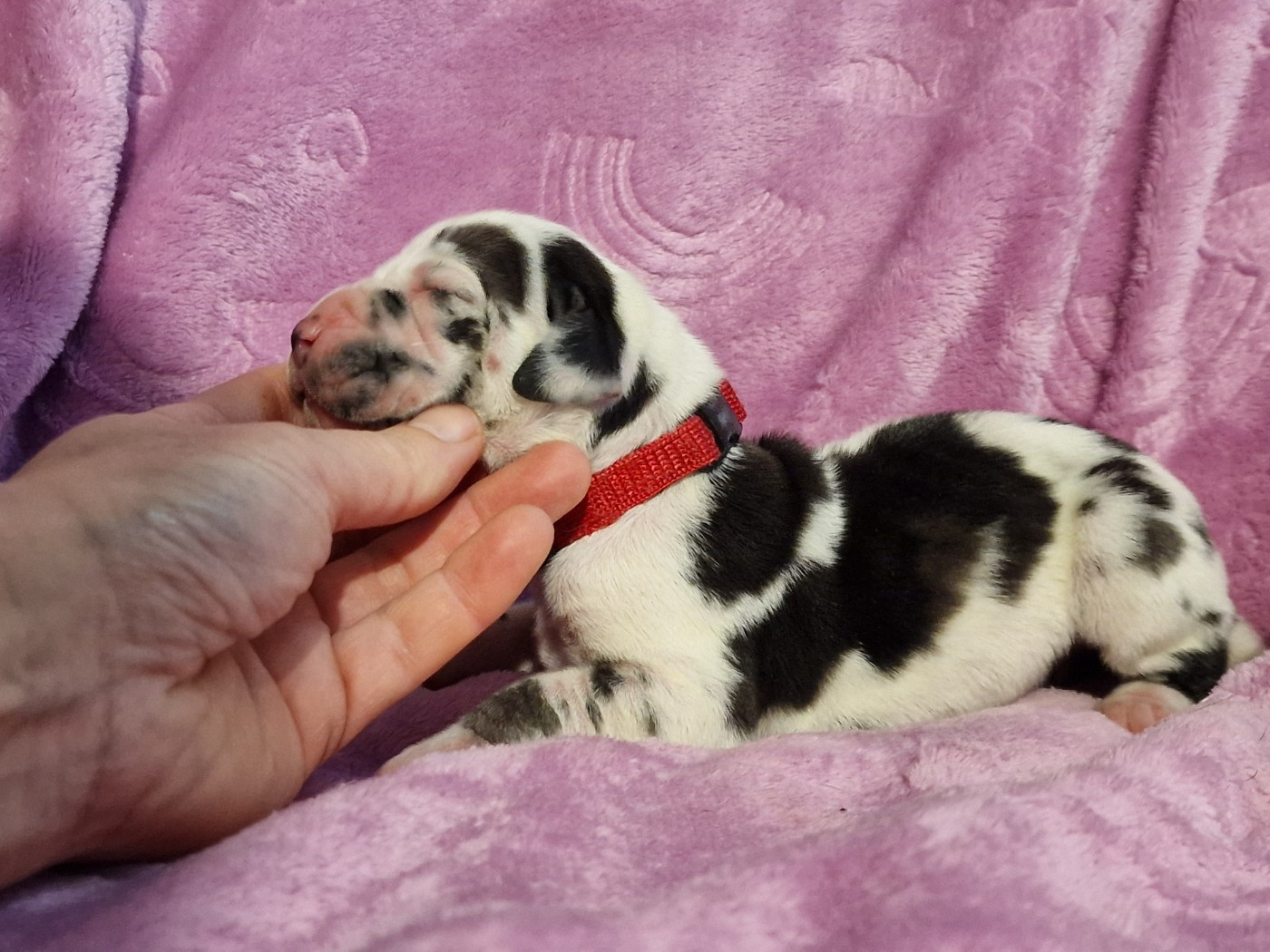 du domaine du rupt de mad - Chiots disponibles - Dogue allemand