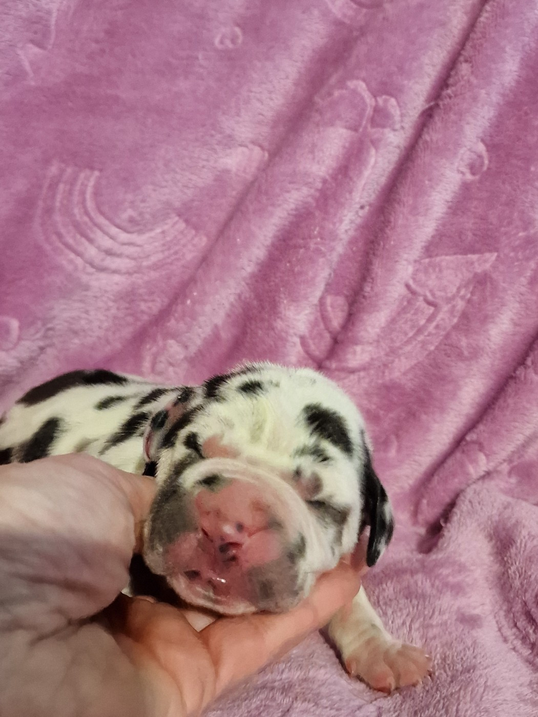 du domaine du rupt de mad - Chiots disponibles - Dogue allemand