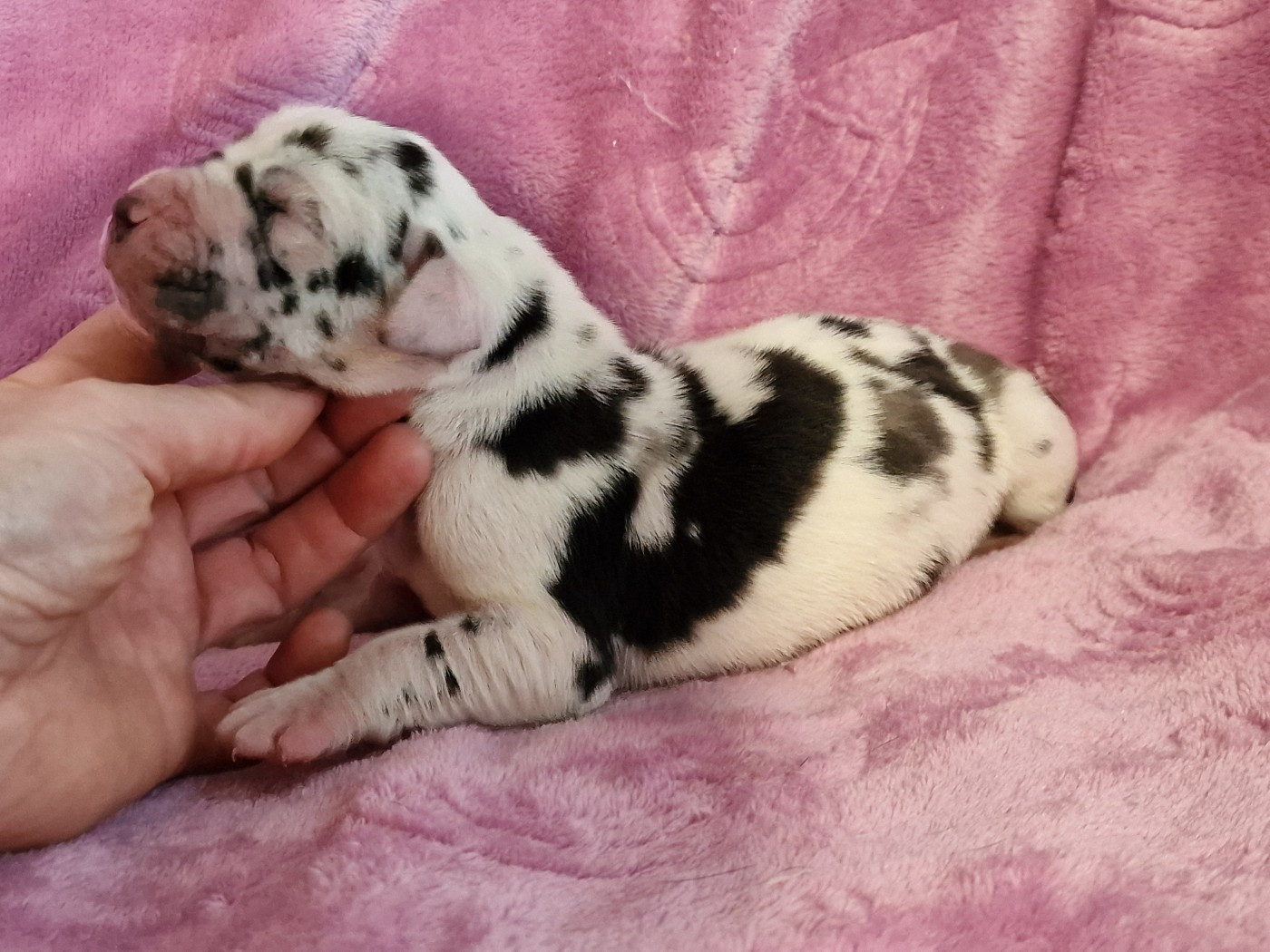 du domaine du rupt de mad - Chiots disponibles - Dogue allemand