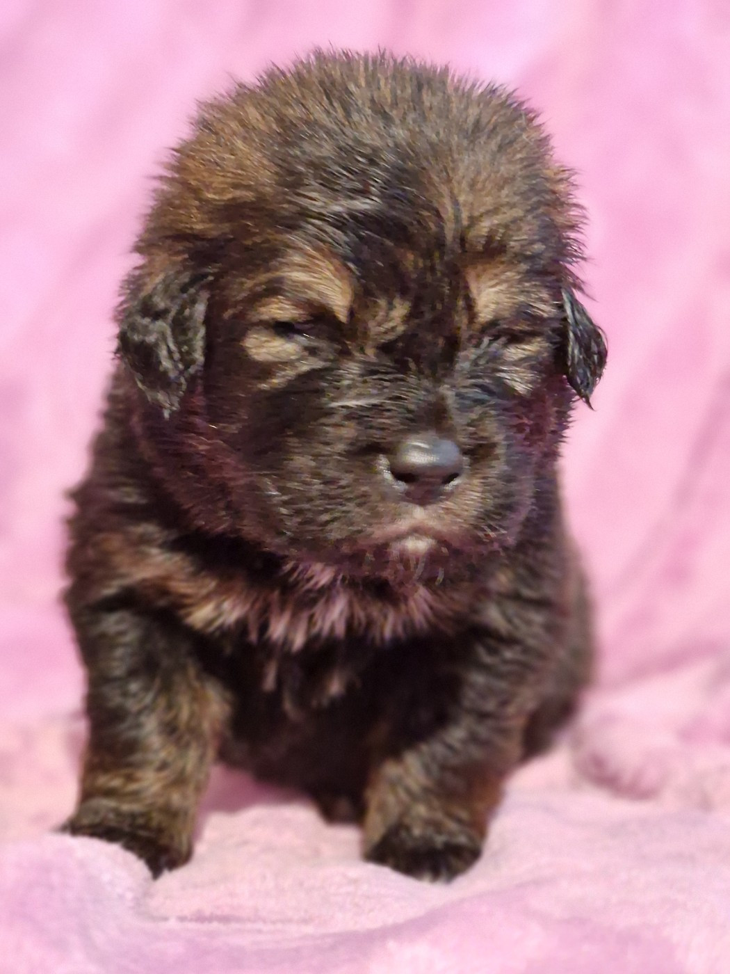du domaine du rupt de mad - Chiots disponibles - Dogue du Tibet