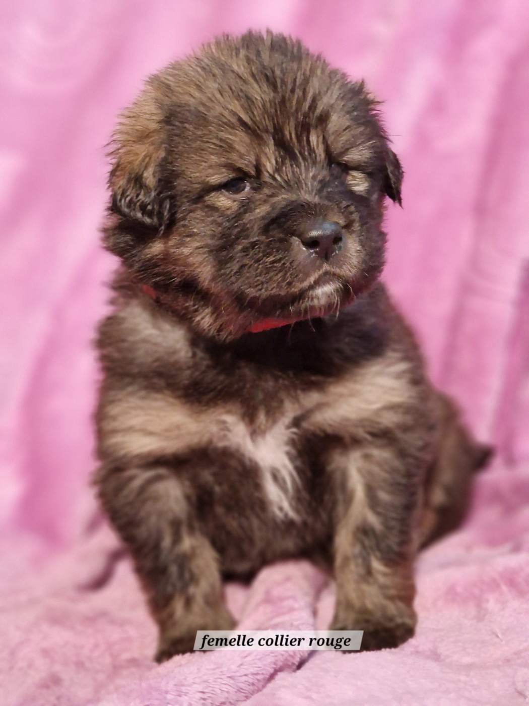 du domaine du rupt de mad - Chiots disponibles - Dogue du Tibet