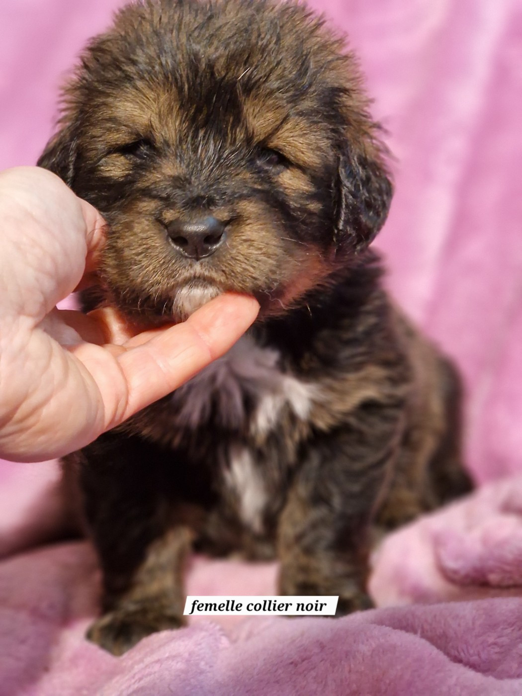 du domaine du rupt de mad - Chiots disponibles - Dogue du Tibet