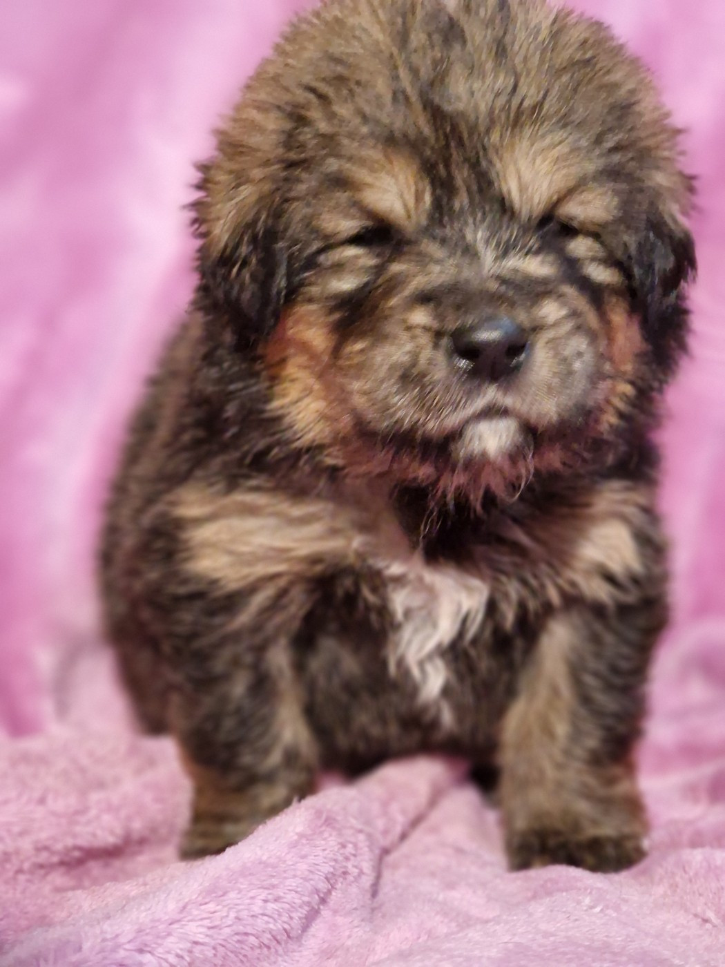 du domaine du rupt de mad - Chiots disponibles - Dogue du Tibet