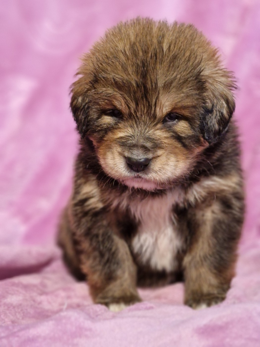 du domaine du rupt de mad - Chiots disponibles - Dogue du Tibet