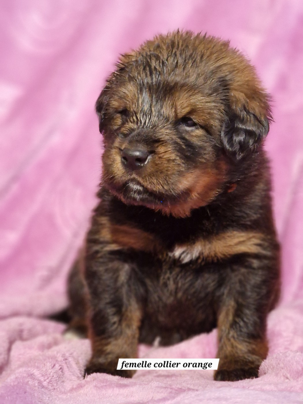 du domaine du rupt de mad - Chiots disponibles - Dogue du Tibet