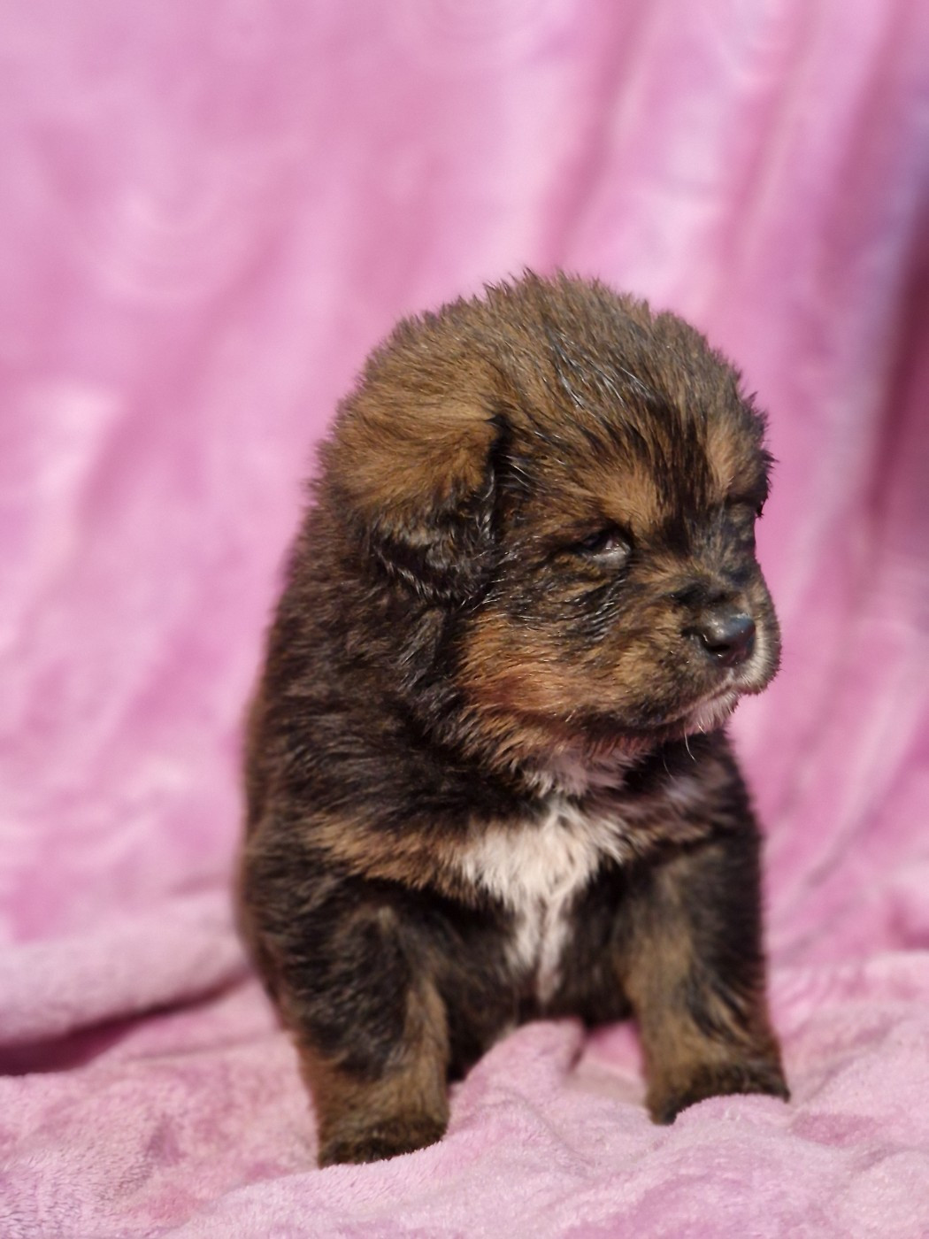 du domaine du rupt de mad - Chiots disponibles - Dogue du Tibet